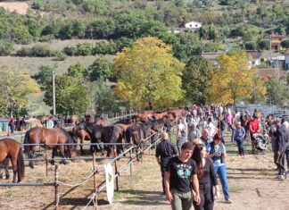 Cantiano Fiera Cavalli, domenica 15 ottobre atto secondo
