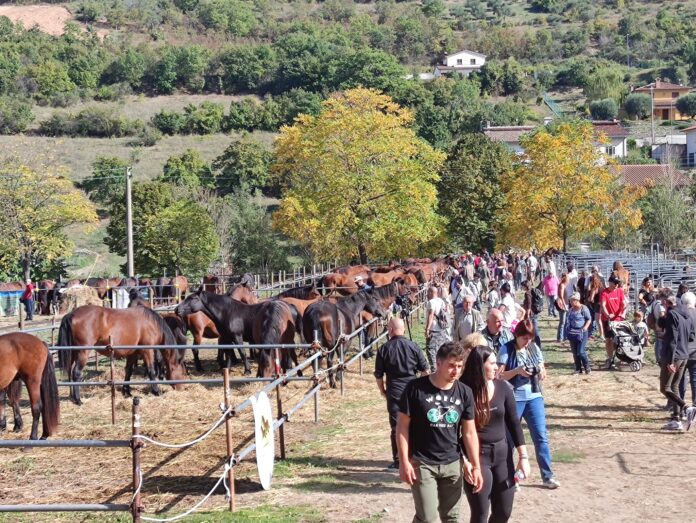 MC23_CFC_area equestre_1