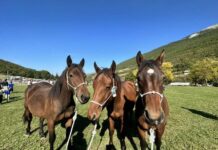 Al via Cantiano Fiera Cavalli