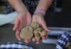 Urbino, verso Expo 2025: presentata a Palazzo Battiferri la filiera del tartufo