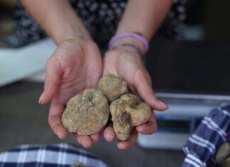 Urbino, verso Expo 2025: presentata a Palazzo Battiferri la filiera del tartufo
