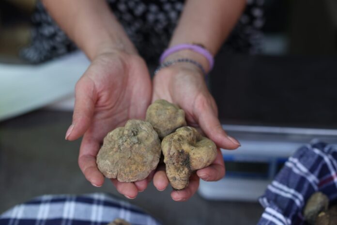 Tartufo Bianco Pregiato