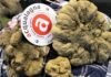 Aperta la stagione del tartufo bianco, da Acqualagna previsioni per un’ottima annata