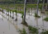 Alluvione maggio 2023: bando per aiuti alle imprese agricole danneggiate e annullamento DDS 571/IFO del 03/10/2023
