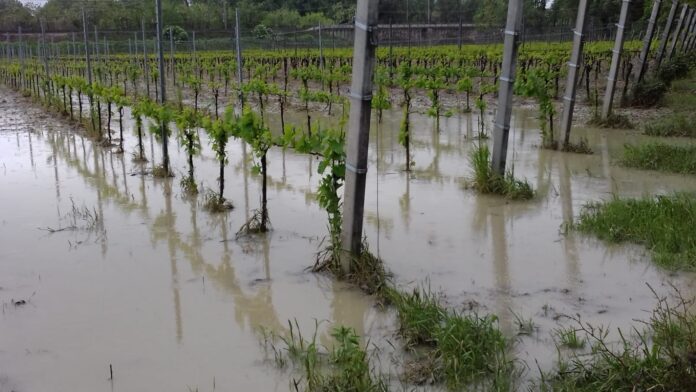 Vigne-romagnole-alluvionate-Coldiretti