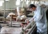 Urbino, la filiera della carne nel progetto “Ali-Menti”: venerdì 27 ottobre il convegno sulla sicurezza alimentare