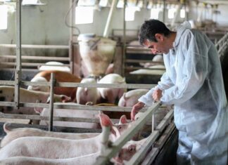 Urbino, la filiera della carne nel progetto “Ali-Menti”: venerdì 27 ottobre il convegno sulla sicurezza alimentare