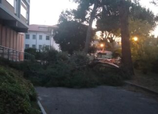 Tempesta di vento a Fano: alberi abbattuti, auto danneggiate e interruzioni di corrente