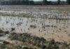 Giornata mondiale del suolo, Coldiretti Marche: “Tutelare l’agricoltura significa difendere territorio da rischio frane e alluvioni”