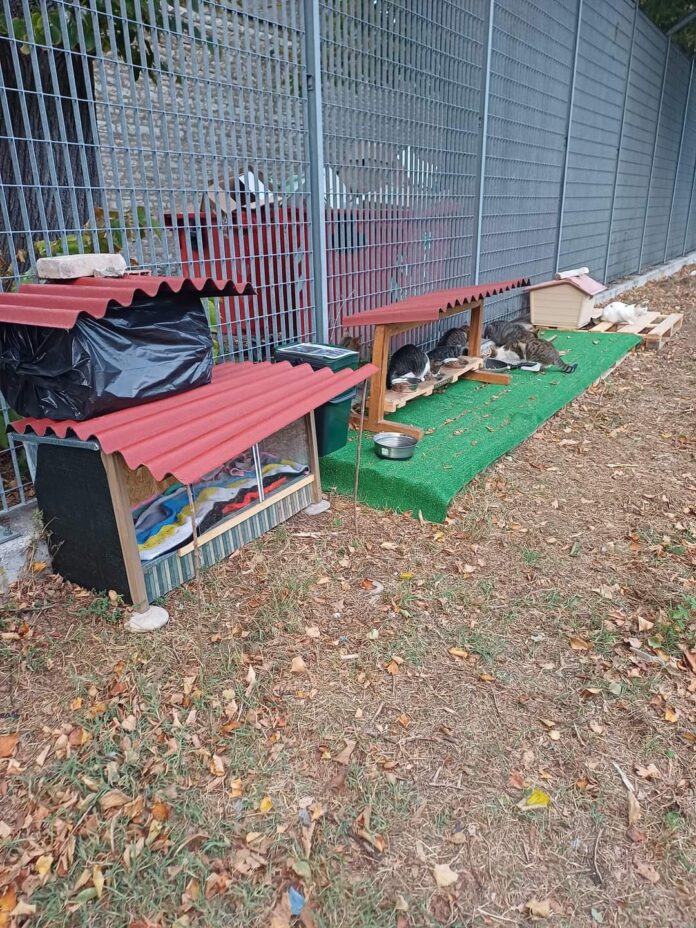 Colonia gatti carcere