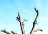 La Lupus in Fabula: “La priorità è piantare alberi, non abbatterli!”