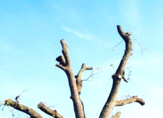 La Lupus in Fabula: “La priorità è piantare alberi, non abbatterli!”