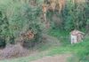 Cartoceto: muore 83enne travolto dall’albero che stava tagliando