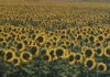 Salgono a 1500 ettari i contratti del girasole marchigiano per biocarburanti, Coldiretti Marche: “Contratti di filiera, come promesso, per garantire il giusto reddito agli agricoltori”