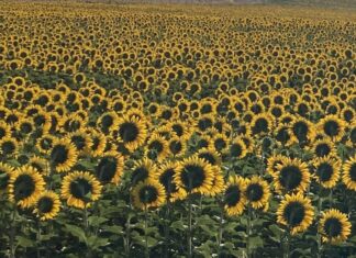 Salgono a 1500 ettari i contratti del girasole marchigiano per biocarburanti, Coldiretti Marche: “Contratti di filiera, come promesso, per garantire il giusto reddito agli agricoltori”