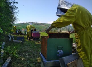 Giornata mondiale delle api il 20 maggio, miele a merenda per 13mila studenti delle scuole marchigiane