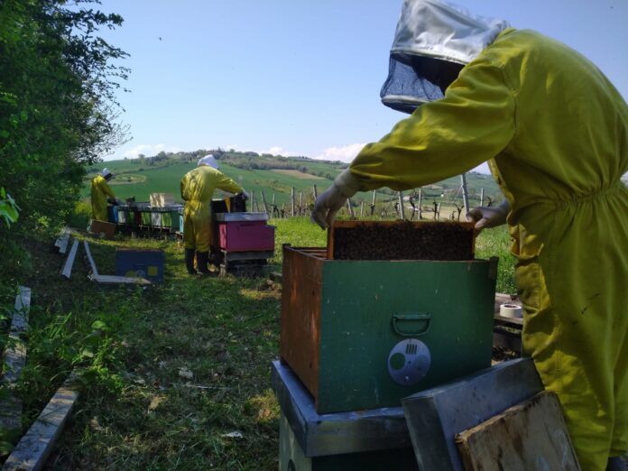 Apicoltori Marche