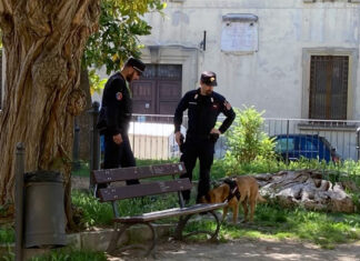 Fossombrone: Carabinieri forestali operazione antidroga