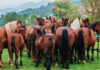 “L’Altra Montagna” e “IT.A.CÀ” a Cantiano Fiera Cavalli 2024