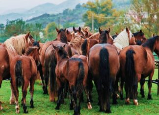 “L’Altra Montagna” e “IT.A.CÀ” a Cantiano Fiera Cavalli 2024