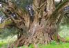 Coldiretti e Symbola: “Alberi monumentali, punti di interesse del turismo green: 123 sono nelle Marche”
