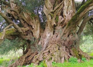 Coldiretti e Symbola: “Alberi monumentali, punti di interesse del turismo green: 123 sono nelle Marche”
