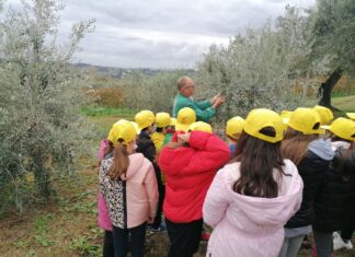 Coldiretti Marche, oleoturismo: “Con decreti attuativi si entra nel vivo, subito corsi e incontri per le aziende”