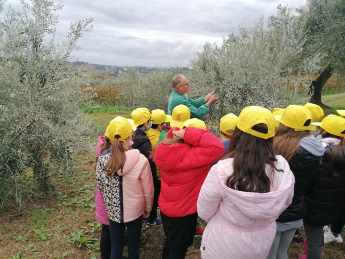 un'iniziativa coldiretti con gli alunni tra gli oliveti marchigiani