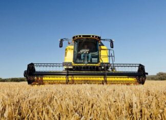 Coldiretti Marche, trebbiatura al via: “Potrebbe essere l’anno del rilancio ma le colture sono a rischio a causa dei grandi branchi di cinghiali”