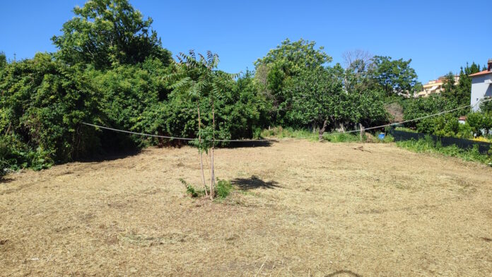 Alberi via Da Fabriano