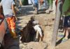 Fano: tubazione rotta in via Brigata Messina. Aset Spa: “Alle 12 era già tutto risolto
