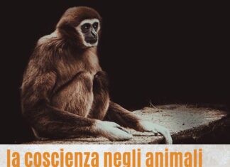 La coscienza negli animali. Un dibattito tra psicologia ed etologia con Angelo Tartabini a Montemaggiore