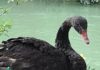 Fano, decimate le oche del canale Albani. A caccia lupi o cani randagi. Ucciso anche Ugo, il cigno nero mascotte dei bambini