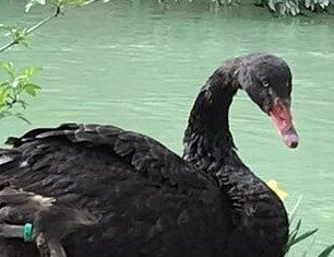 Fano, decimate le oche del canale Albani. A caccia lupi o cani randagi. Ucciso anche Ugo, il cigno nero mascotte dei bambini