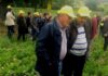 Coldiretti Marche, barbabietole: “Sempre più aziende al lavoro per lo zucchero 100% italiano”