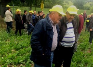Coldiretti Marche, barbabietole: “Sempre più aziende al lavoro per lo zucchero 100% italiano”