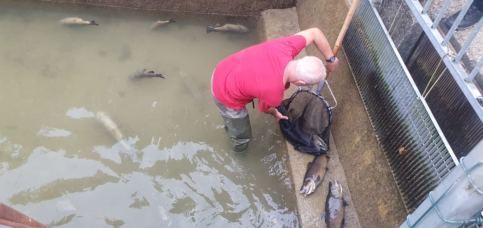 Contaminação Cantiano, Bifano. Assim morrem as trutas e as esperanças dos pescadores científicos e desportivos