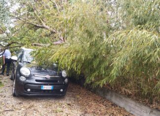 Temporale estivo si accanisce su Fano e dintorni: alberi divelti, auto danneggiate, disagi al traffico