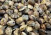 Fano, pescherecci oltre le regole. Sequestrate due tonnellate di vongole pescate oltre il limite della quota giornaliera