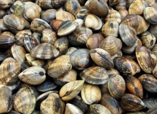 Fano, pescherecci oltre le regole. Sequestrate due tonnellate di vongole pescate oltre il limite della quota giornaliera