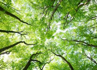 Fano, La Lupus in Fabula: “Il verde ‘vale fino ad un certo punto’”