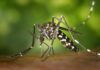 Dengue nel territorio di Fano, situazione sotto controllo
