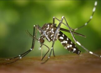 Dengue nel territorio di Fano, situazione sotto controllo