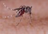 Casi di febbre dengue a Fano, disinfestazioni notturne