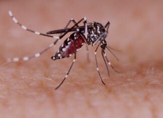Fano, febbre dengue da zanzara tigre: 51 casi accertati. Prosegue la disinfestazione