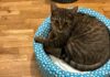 Fano, coppia di lupi preda un gatto a San Lazzaro. Preoccupazione nel quartiere