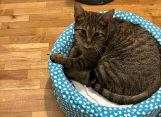 Fano, coppia di lupi preda un gatto a San Lazzaro. Preoccupazione nel quartiere