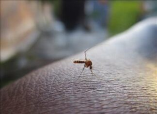 Sindaco di Fano Serfilippi: “Situazione della dengue sotto controllo”