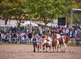 Grande successo la prima giornata di Cantiano Fiera Cavalli. 6mila presenze. Domenica si replica