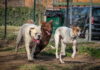 Urbino, serve sgambatoio per cani. Lo chiede Oriano Giovanelli e tutta la minoranza